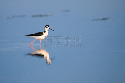 黑颈长脚鹬,反嘴鹬,萨斯喀彻温省,矶鹞,水平画幅,阿尔伯塔省,鸟类,草原,动物身体部位