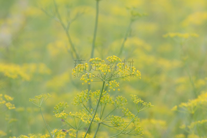 仅一朵花,柔焦,黄色,选择对焦,留白,水平画幅,峨参,无人,曙暮光,户外