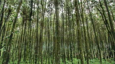 山,蛇皮果,国内著名景点,旅途,公园,河流,瀑布,岩石,户外,喀拉喀托火山
