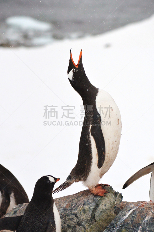 动物声音,巴布亚企鹅,垂直画幅,南极半岛,无人,鸟类,企鹅,大群动物,库佛维尔岛,南极洲