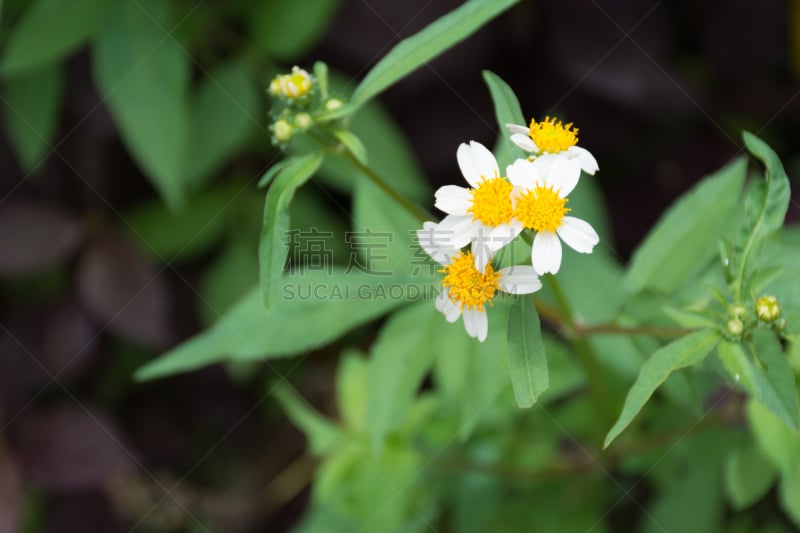 雏菊,白色,自然,式样,草地,水平画幅,小的,无人,紫苑,草