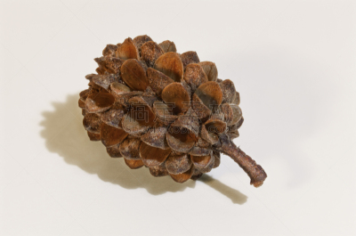 圆锥,小的,卵巢,丰满,褐色,水平画幅,平视角,生物学,针叶树,特写
