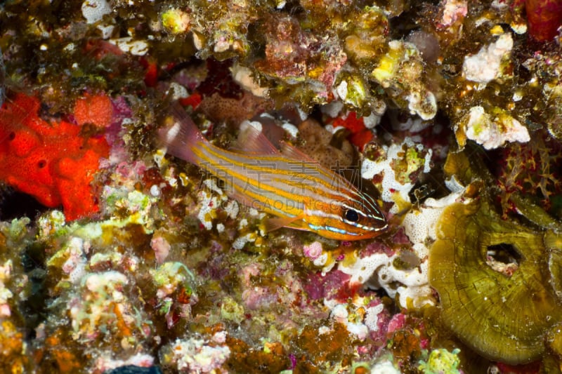 天竺鲷,自然,水,水平画幅,水下,湿,野外动物,红海,海洋生命,海鱼