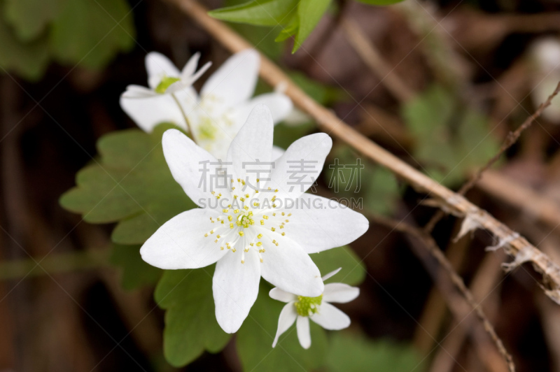 银莲花,唐松草,自然,毛茛属植物,水平画幅,无人,户外,野花,脆弱,彩色图片