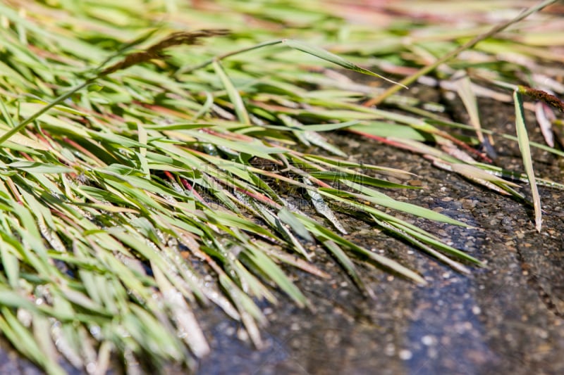 草河,水平画幅,枝繁叶茂,无人,泥土,湿,户外,草,特写,奥林匹克山