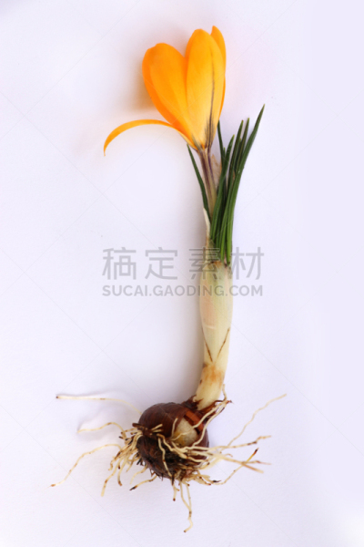 垂直画幅,无人,泥土,生食,夏天,干净,特写,番红花属,植物,清新
