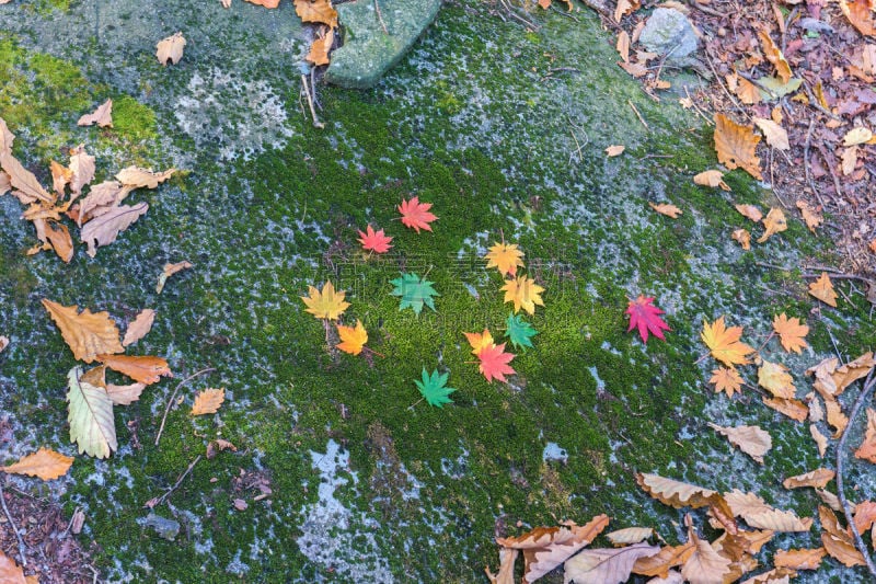 秋天,朝鲜半岛,枫树,色彩鲜艳,自然,水平画幅,无人,日本,热带雨林,户外