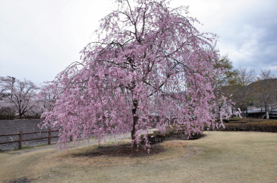 樱之花,垂枝日本早樱,樱花,公园,水平画幅,无人,蓝色,日本,樱桃树,户外