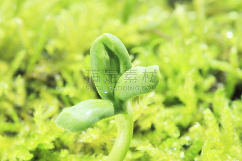 双叶区,呼吸气 ,自然,植物,水平画幅,绿色,无人,种子,环境,叶子