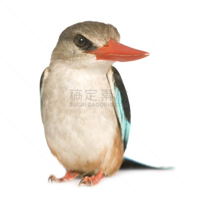 翠鸟,红树,正面视角,无人,鸟类,图像,树林,白色,看,喙