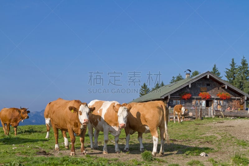 夏天,山,巴伐利亚阿尔卑斯山区,草地,水平画幅,无人,提根湖,户外,母牛,上巴伐利亚