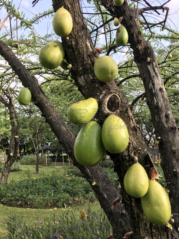 炮弹果属,水果,派克大街,农业,蔬菜,健康保健,清新,药,热带气候,食品