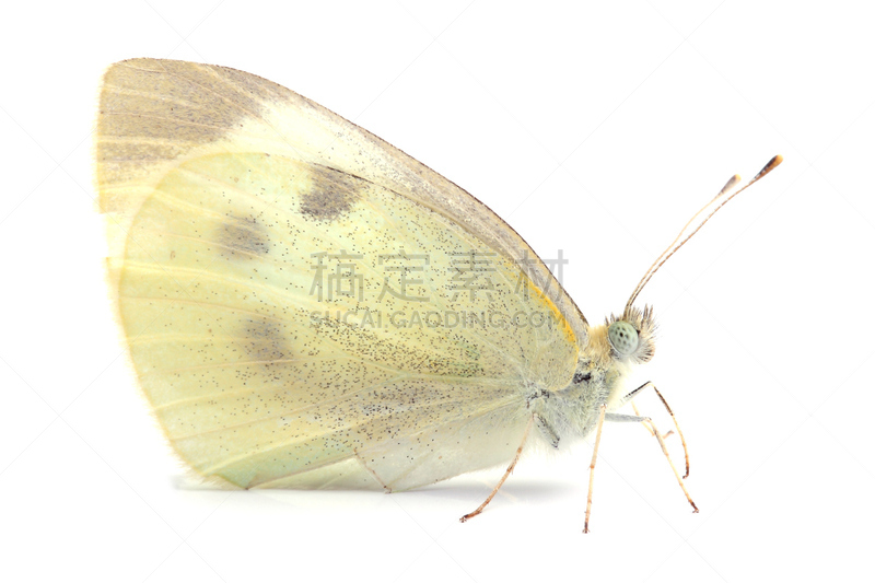 大白蝴蝶,自然,无脊椎动物,水平画幅,蝴蝶,无人,背景分离,白色,大白猪,摄影