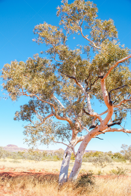 桉树,卡瑞吉尼亚国家公园,the pilbara,西澳大利亚,自然,垂直画幅,天空,地形,无人,蓝色