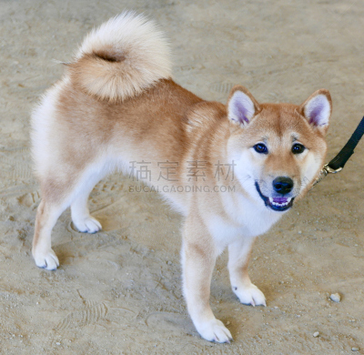 狗,多样,宠物收养,标准贵宾犬,水平画幅,动物保护,德国牧羊犬,比熊犬,伯恩山犬,萨摩耶犬