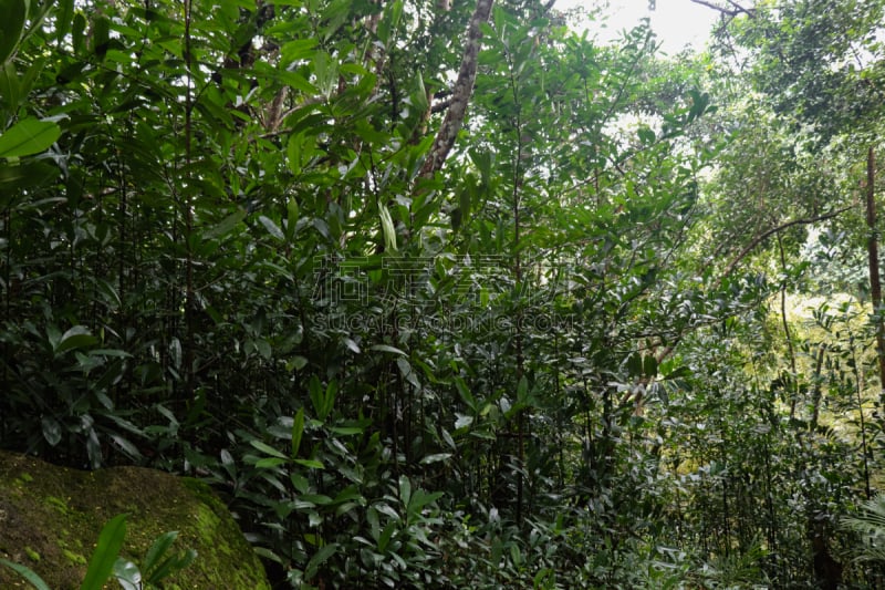 塞舌尔,岛,东非,马埃,热带雨林,部分,山,北,在底端