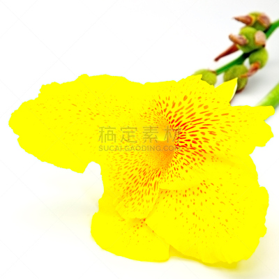 美人蕉科百合,自然,垂直画幅,无人,符号,背景分离,野生植物,图像,野花,花