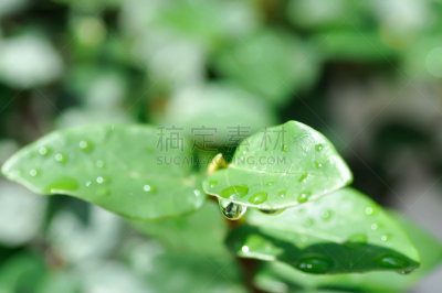 爬行无花果,露水,自然,清新,泰国,图像,无人,水,雨,植物