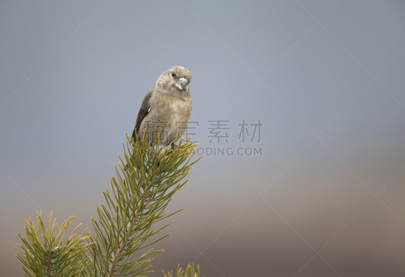 雌性动物,红交嘴雀,太阳,枝,野生动物,水平画幅,无人,欧洲,鸟类,户外