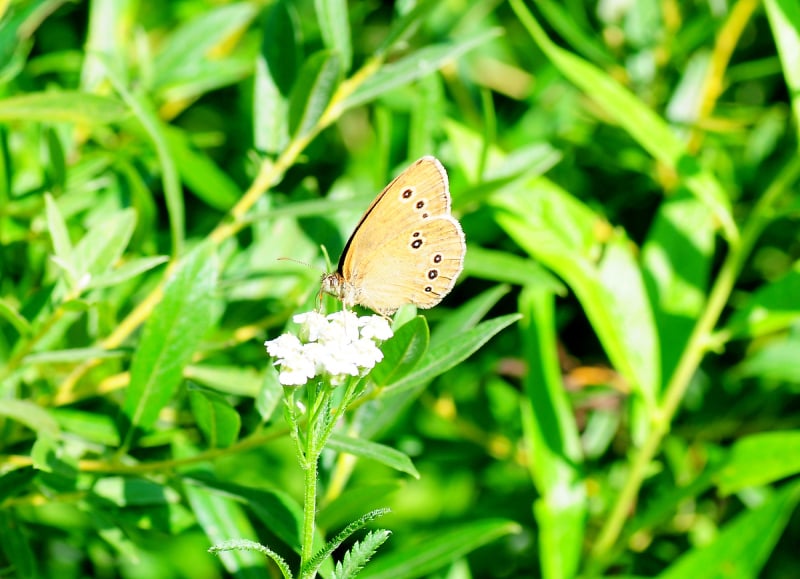 昆虫,common rose swallowtail butterfly,小蛱蝶,夏至,壁纸样本,温带的花,水平画幅,蝴蝶,无人,日历预览效果