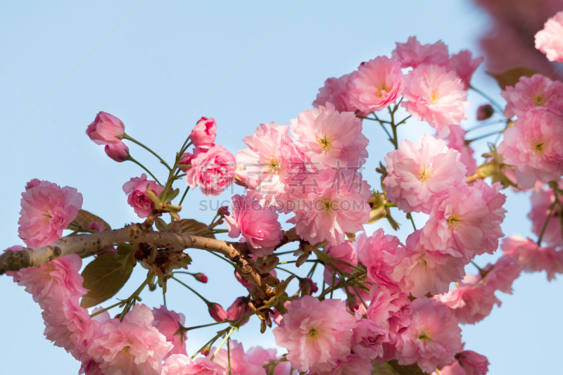 Kirschblüte - Sakura