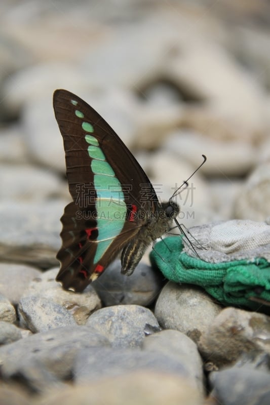 蝴蝶,岩石,垂直画幅,武吉拉旺,无人,Gunung Leuser National Park,户外,苏门答腊印度尼西亚,印度尼西亚,摄影