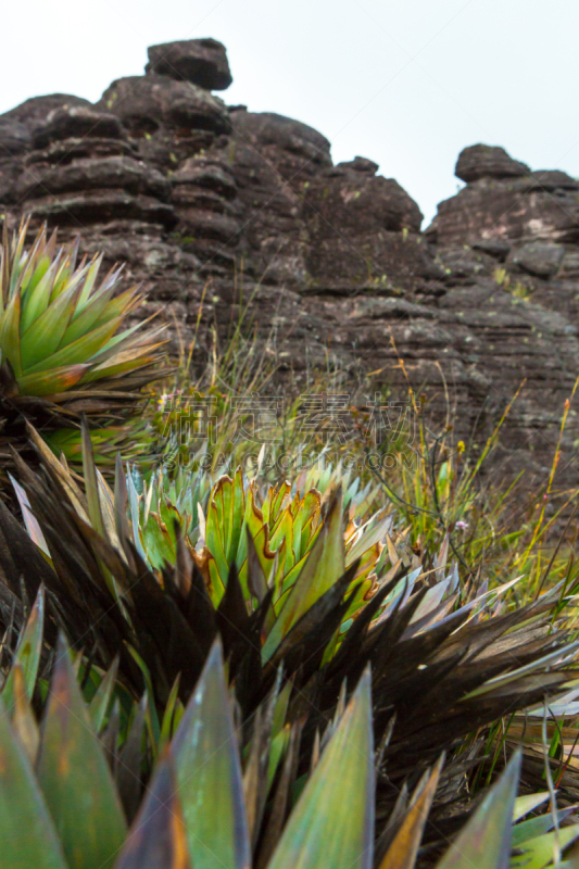 罗赖马山,平顶山,canaima,罗赖马州,平顶山区,委内瑞拉,垂直画幅,南美,无人,户外