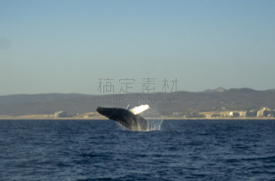 座头鲸,自然,拉丁美洲,野生动物,图像,海洋,墨西哥,洛斯卡沃斯,太平洋,哺乳纲