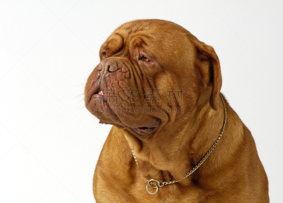 纯种犬,neopolitan獒,狗,褐色,动物皮,水平画幅,可爱的,巨大的,爪子,人