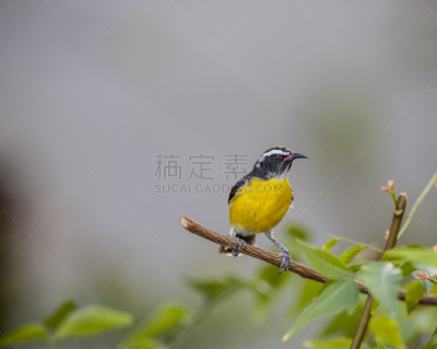 蕉林莺,美国,水平画幅,无人,鸟类,荷兰加勒比海,岛,热带气候,动物,小安的列斯群岛