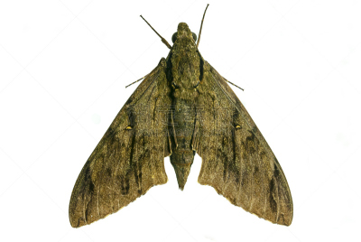 蝴蝶,班玛纹长翅蝶,黑脉纹白蝴蝶,碧武里省,butterfly garden,沙敦府,攀牙府,豆娘,蜻蜓目,水平画幅