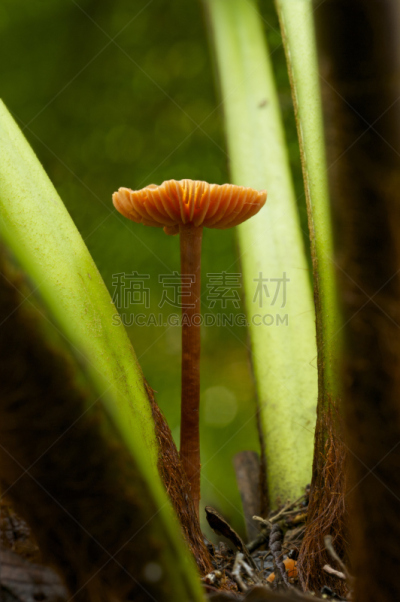 拉塞尔瀑布,椤,塔斯马尼亚,真菌,田地,菲尔德山国家公园,垂直画幅,褐色,无人,蘑菇