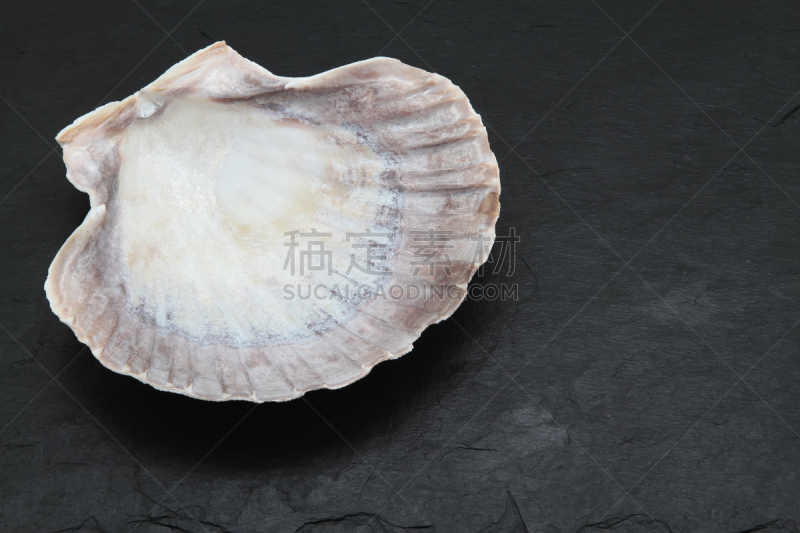 扇贝,贝壳,自然,野生动物,水平画幅,软体动物,海产,特写,海洋,2015年