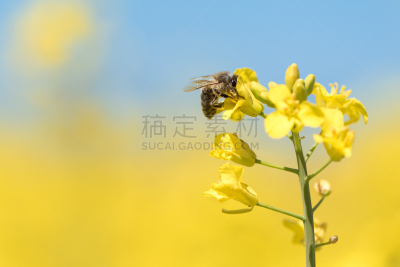 蜜蜂,春天,油菜花,天空,留白,三角钢琴,草,耕地,农作物,毛绒绒
