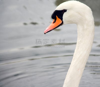 天鹅,留白,野生动物,颈,水平画幅,无人,鸟类,野外动物,海洋生命,户外
