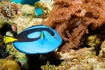 blue tang fish,水族馆,河马,水,水平画幅,无人,蓝色,水下,海鱼,海洋