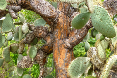 阿约拉港,荆棘,仙人掌,giant prickly pear cactus,圣克鲁斯岛,仙人球,加拉帕戈斯群岛,南美,厄瓜多尔,旅游目的地