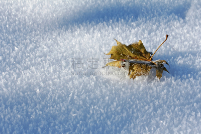雪,冷,美,水平画幅,优美,过去,特写,冰晶,弗罗克