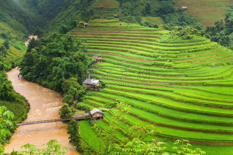 米,梯田,绿色,田地,图利湖,白族,沙坝,水稻梯田,农业,越南