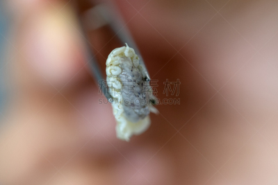 外骨骼,动物,等足目,海洋,甲壳动物,实验室,动物肢和翼,教室,教育