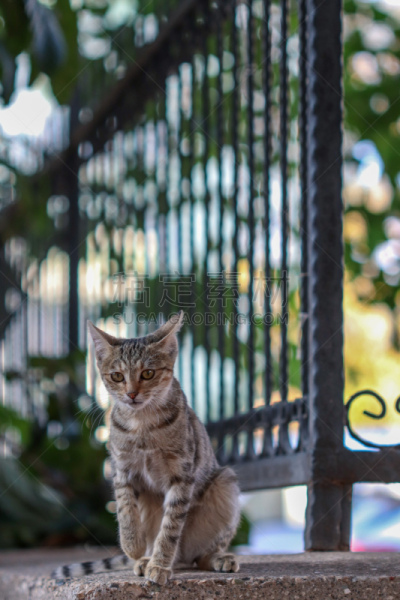 猫,可爱的,灰色,环境,猫科动物,一只动物,草,小的,动物,春天