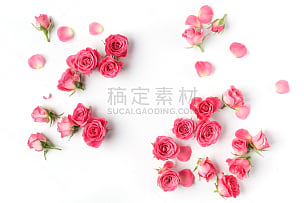 玫瑰,白色背景,顶部,建筑结构,风景,平铺,花瓣,粉色,花纹,花