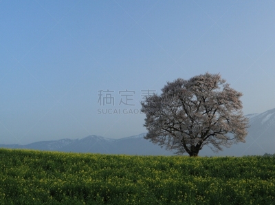 岩手县,山,樱之花,旅途,态度,草,自然美,吉野樱花,春天,樱桃树