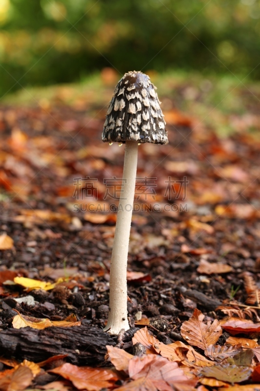 蘑菇,鹊,新森林,笔帽状蘑菇,自然,垂直画幅,留白,褐色,绿色,秋天