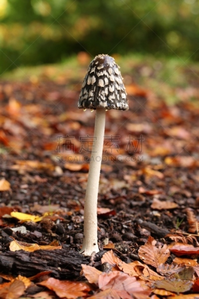 蘑菇,鹊,新森林,笔帽状蘑菇,自然,垂直画幅,留白,褐色,绿色,秋天