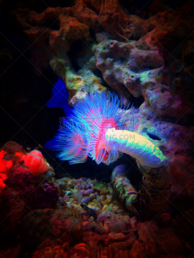 掸子,船蛀,垂直画幅,水族馆,无人,珊瑚,海洋生命,生物学,摄影