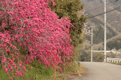 梅花,自然,美,水平画幅,无人,日本,重瓣花,自然美,春天,植物