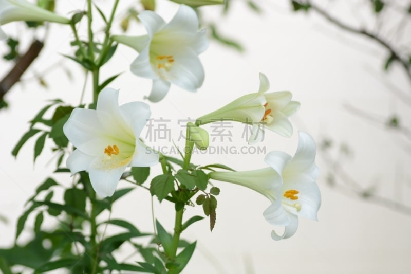 百合花,背景,自然,美,复活节,水平画幅,绿色,无人,日本,干净