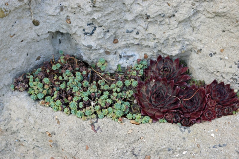 Houseleeks in a rockery