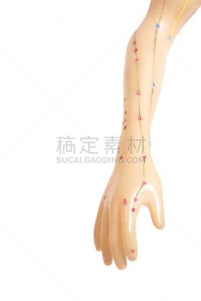 健康保健,针灸模型,手,白色背景,分离着色,垂直画幅,躯干,人,生物学